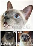 死而重生之后我从老头变成了绝世大美人
