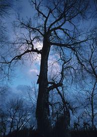 圣诞节的三个元素