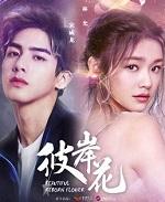 彼岸花花开不见叶
