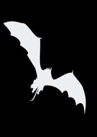 夜行动物有什么动物